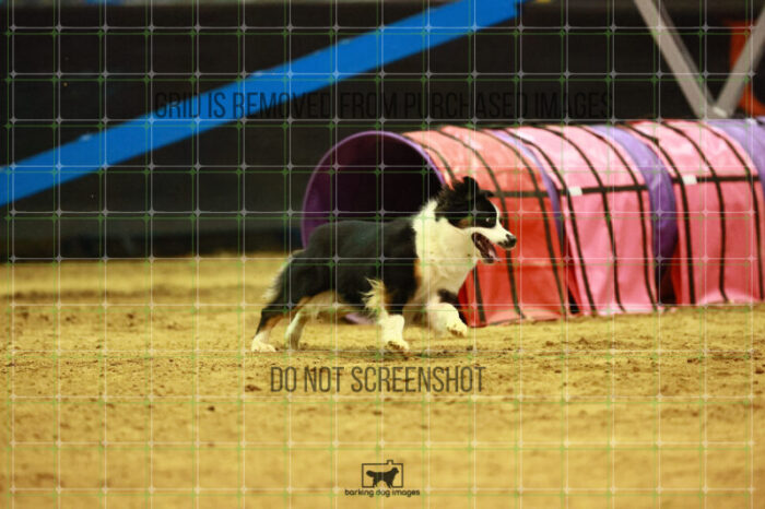 Katie_Neel_Saturday_OpenAgility_200_KO_4907
