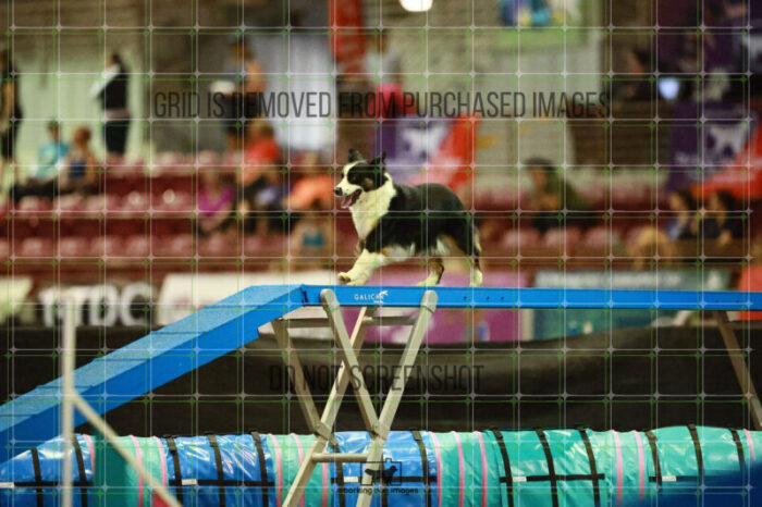 Katie_Neel_Thursday_Masters_Agility_Heat_258_SH_6374