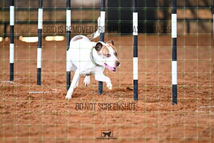 Pearl_Bigger_Saturday_WTAJumping_243_KG_5539