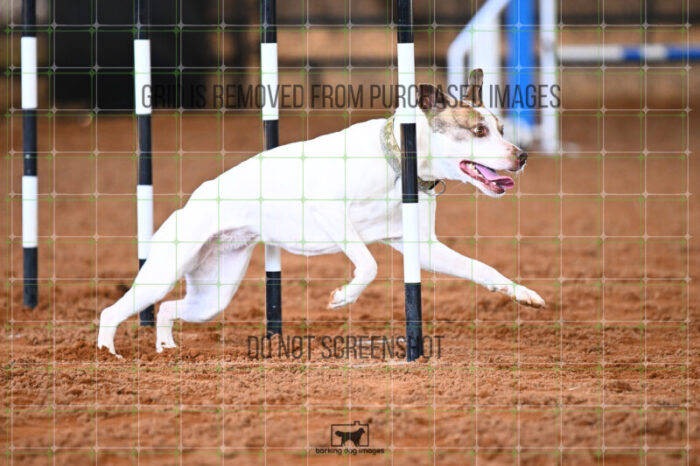 Pearl_Bigger_Saturday_WTAJumping_243_KG_5546