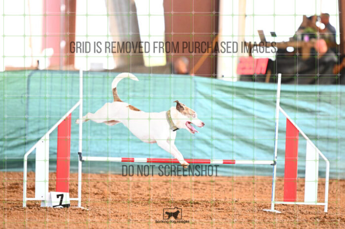 Pearl_Bigger_Saturday_WTAJumping_243_KG_5553