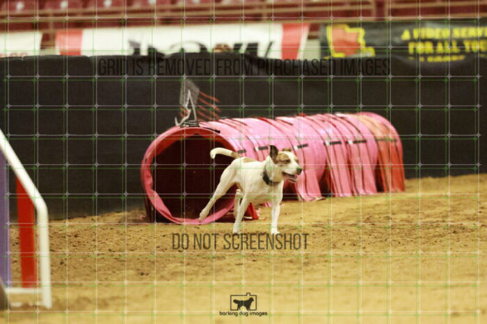 Pearl_Bigger_Wednesday_Speedstakes_Semi_Final_205_RR_4089