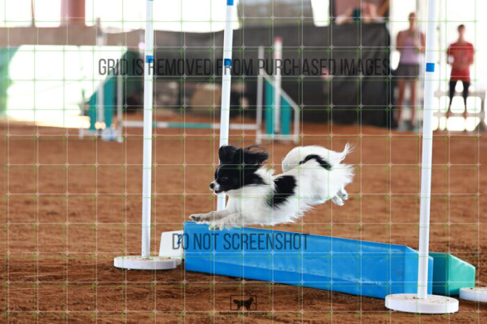 Martini_Mclaughlin_Ring_5_Saturday_WTAJumping_273_JC_5263