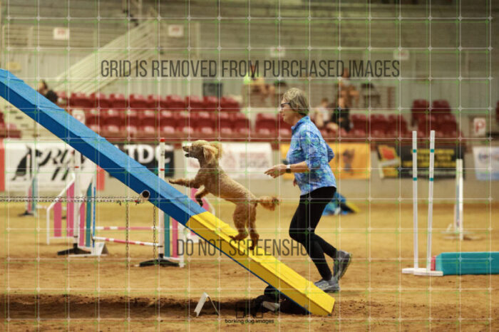 Keegan_Grace_OReilly_Friday_MastersAgilityFinal_148_RR_5236