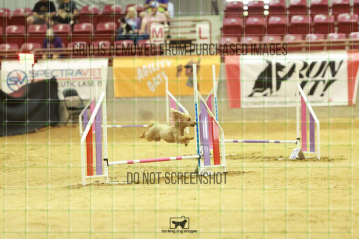 Keegan_Grace_OReilly_Wednesday_Speedstakes_Semi_Final_147_RR_1753