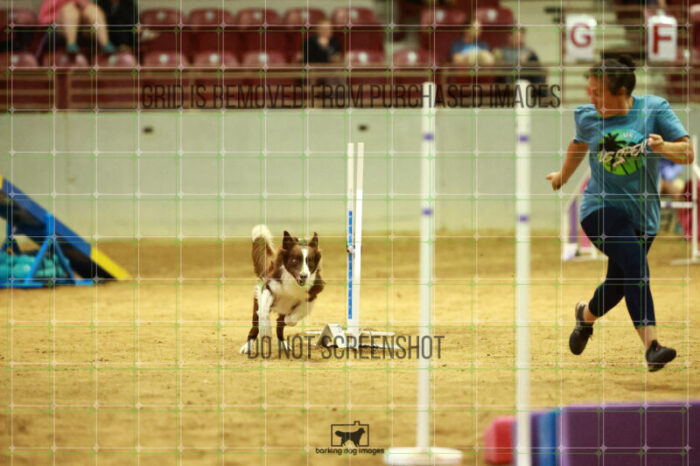 Kenobi_Badamo_Friday_MastersAgilityFinal_130_NH_1041