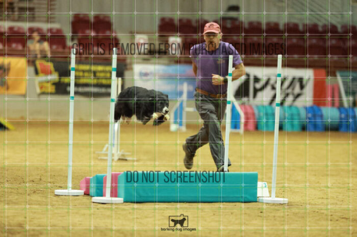 Jem_Samuels_Friday_MastersAgilityFinal_209_RR_8965