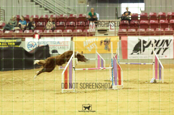 Kenobi_Badamo_Wednesday_Speedstakes_Semi_Final_212_RR_4388