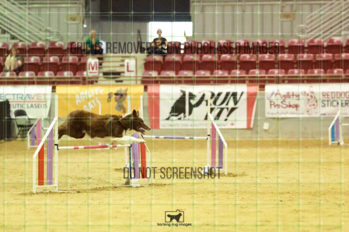Kenobi_Badamo_Wednesday_Speedstakes_Semi_Final_212_RR_4390