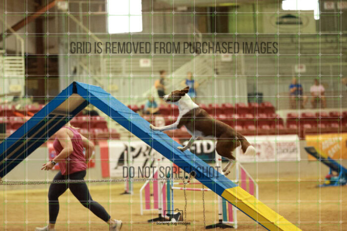 Mayhem_Grunhovd_Friday_MastersAgilityFinal_326_RR_4078