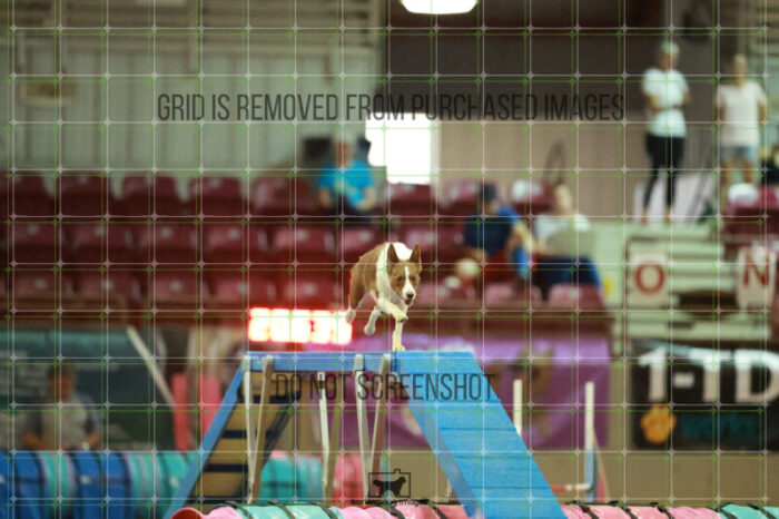 Mayhem_Grunhovd_Friday_MastersAgilityFinal_326_RR_4088