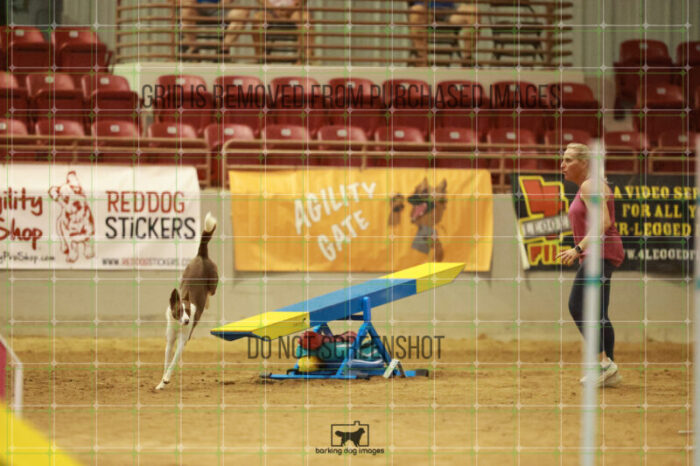 Mayhem_Grunhovd_Friday_MastersAgilityFinal_326_RR_4103