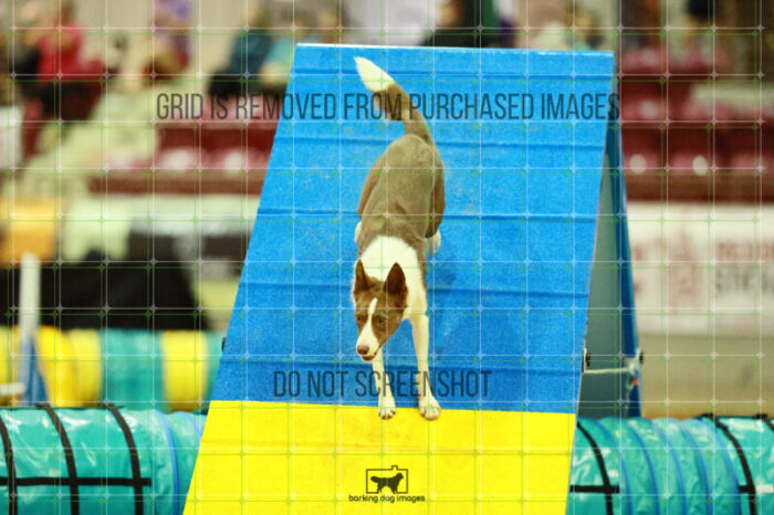 Mayhem_Grunhovd_Ring_2_Saturday_OpenAgility_210_SH_4433