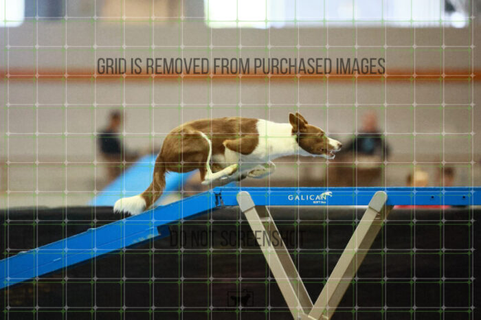 Mayhem_Grunhovd_Ring_2_Saturday_OpenAgility_210_SH_4453