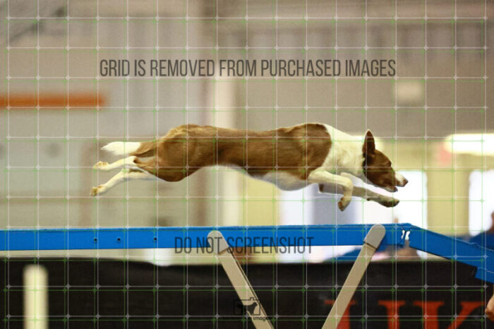 Mayhem_Grunhovd_Ring_2_Saturday_OpenAgility_210_SH_4459