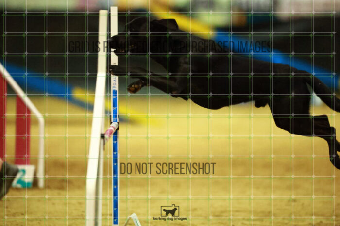 Kevin_Taylor_Saturday_OpenAgility_139_NH_1150