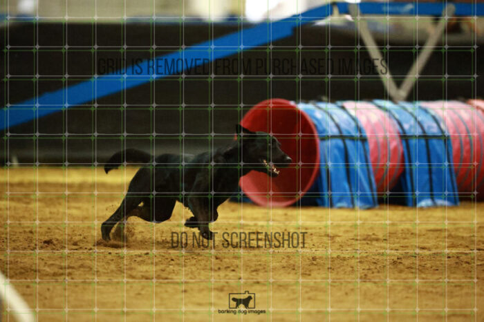 Kevin_Taylor_Saturday_OpenAgility_139_NH_1161
