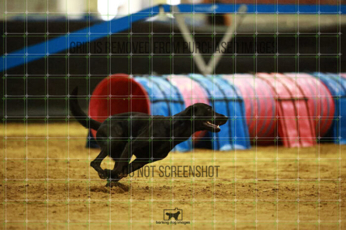 Kevin_Taylor_Saturday_OpenAgility_139_NH_1164