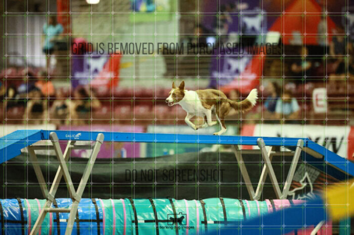 Mayhem_Grunhovd_Thursday_Masters_Agility_Heat_265_SH_6596