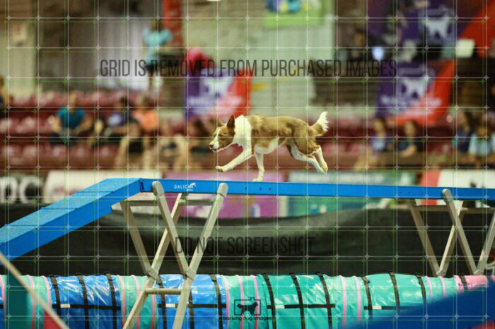 Mayhem_Grunhovd_Thursday_Masters_Agility_Heat_265_SH_6598