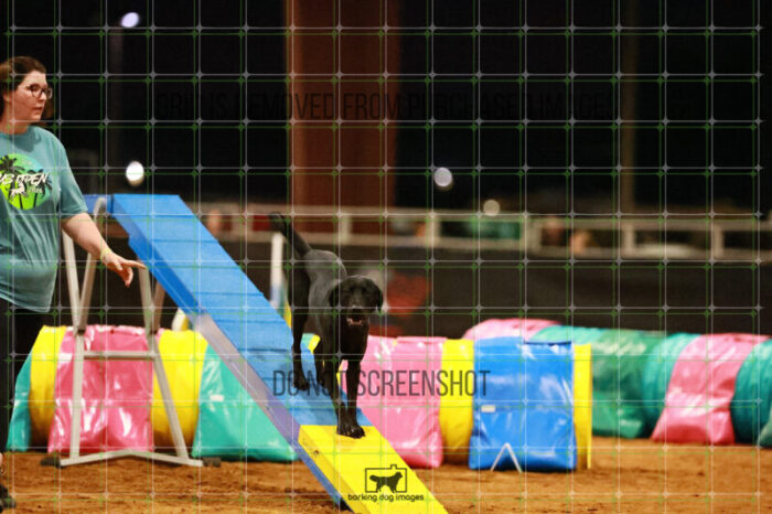 Kevin_Taylor_Wednesday_Round_1_Agility_172_JC_6569