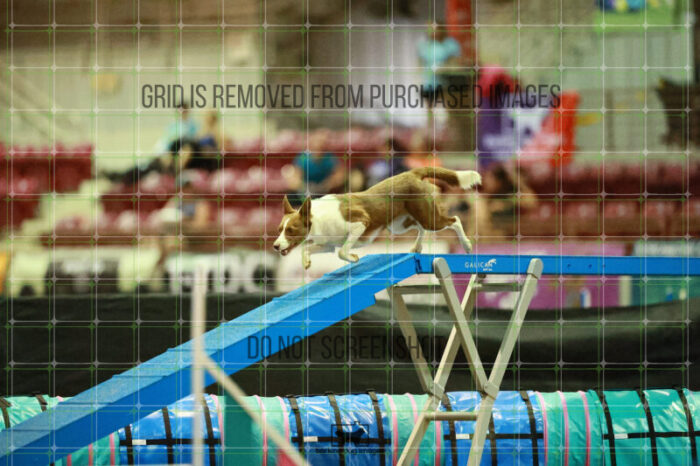 Mayhem_Grunhovd_Thursday_Masters_Agility_Heat_265_SH_6601