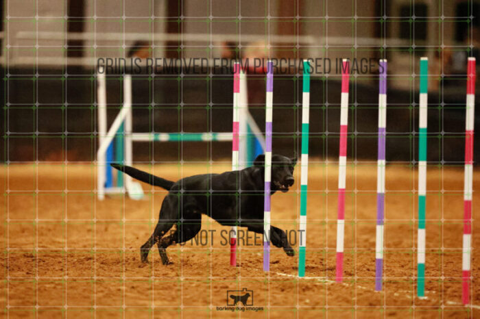 Kevin_Taylor_Wednesday_Round_1_Agility_172_JC_6579