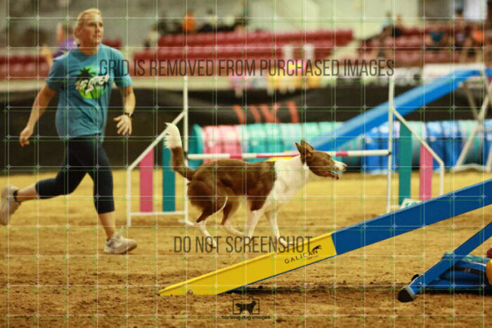 Mayhem_Grunhovd_Thursday_Masters_Agility_Heat_265_SH_6607