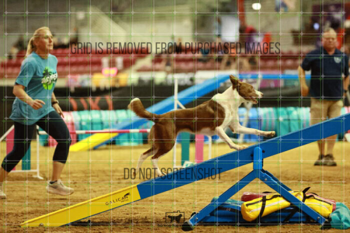 Mayhem_Grunhovd_Thursday_Masters_Agility_Heat_265_SH_6610