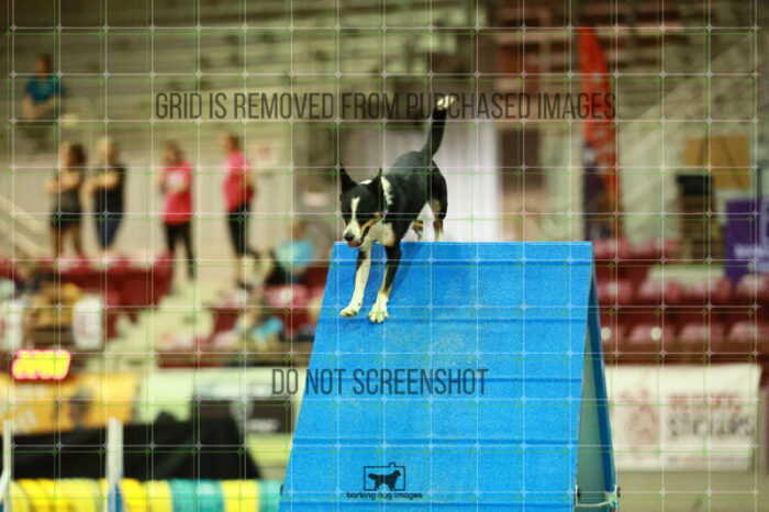 Jim_Bayle_Ring_2_Saturday_OpenAgility_198_SH_3952