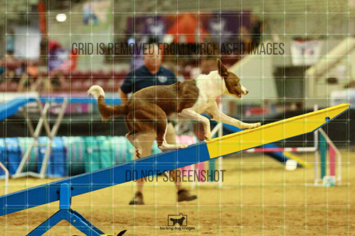 Mayhem_Grunhovd_Thursday_Masters_Agility_Heat_265_SH_6615