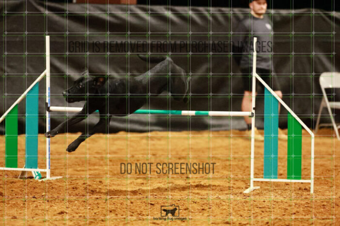 Kevin_Taylor_Wednesday_Round_1_Agility_172_JC_6596