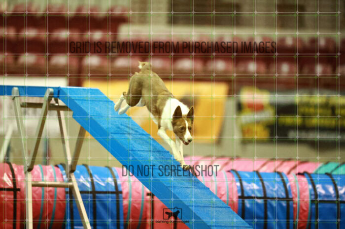 Mayhem_Grunhovd_WednesdayNight_Round_1_Agility_153_NH_2607