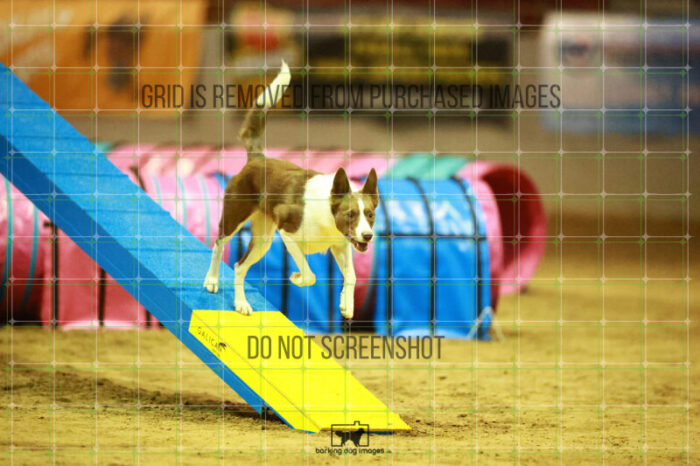 Mayhem_Grunhovd_WednesdayNight_Round_1_Agility_153_NH_2610