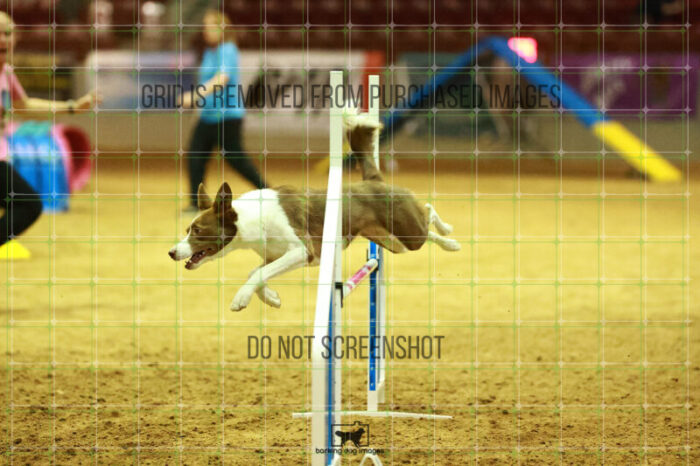 Mayhem_Grunhovd_WednesdayNight_Round_1_Agility_153_NH_2616