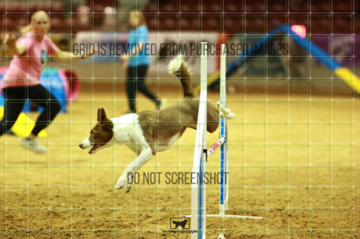 Mayhem_Grunhovd_WednesdayNight_Round_1_Agility_153_NH_2617