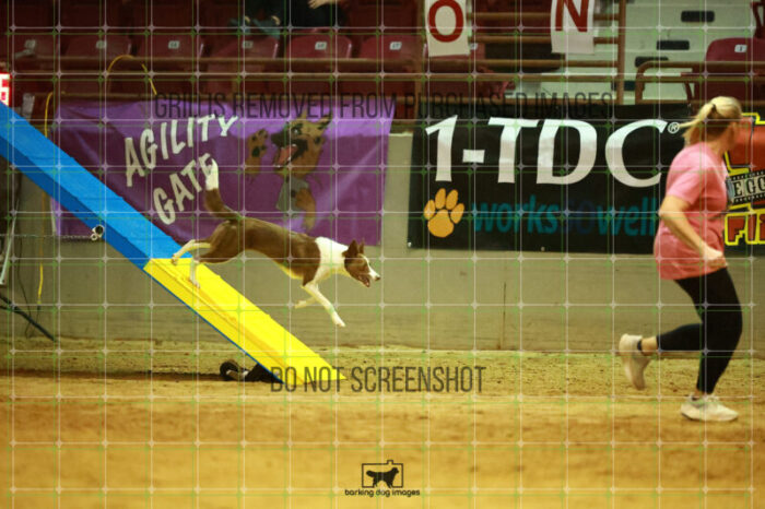 Mayhem_Grunhovd_WednesdayNight_Round_1_Agility_153_NH_2625