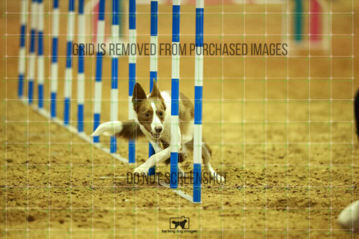 Mayhem_Grunhovd_WednesdayNight_Round_1_Agility_153_NH_2635