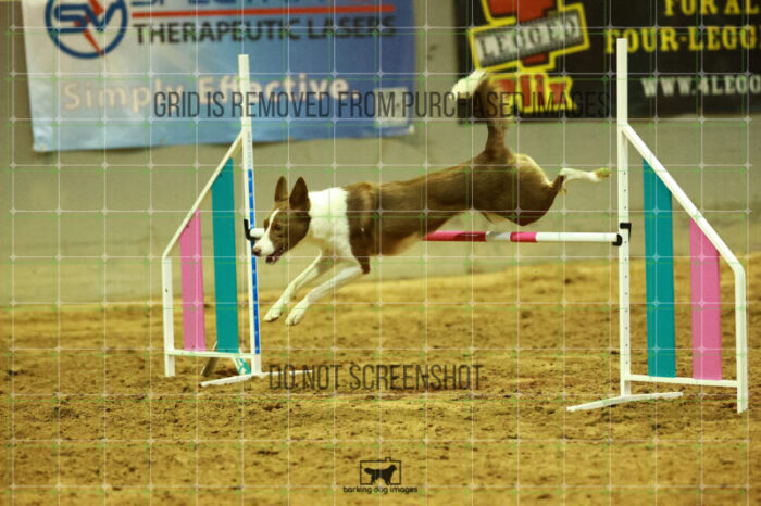 Mayhem_Grunhovd_WednesdayNight_Round_1_Agility_153_NH_2652
