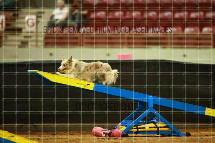 Jim_Luiz_Filho_Ring_2_Saturday_OpenAgility_119_SH_0752