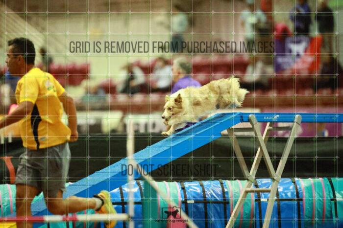 Jim_Luiz_Filho_Thursday_Masters_Agility_Heat_117_SH_0875