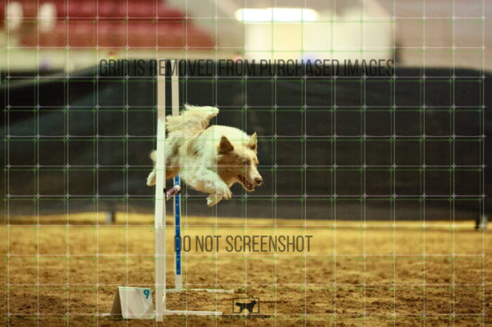 Jim_Luiz_Filho_Thursday_Masters_Agility_Heat_117_SH_0884