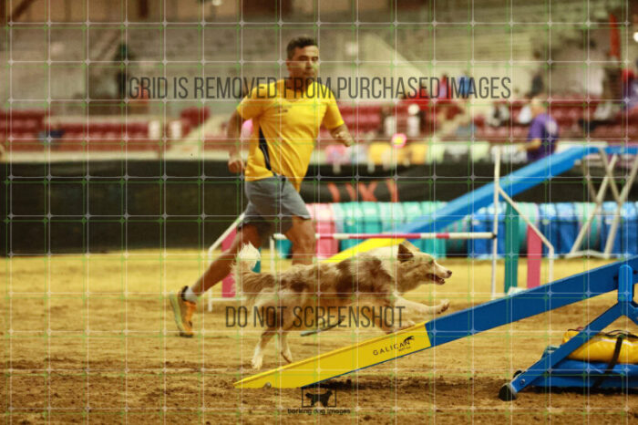 Jim_Luiz_Filho_Thursday_Masters_Agility_Heat_117_SH_0892