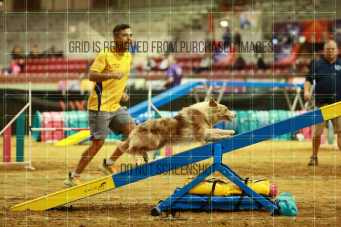Jim_Luiz_Filho_Thursday_Masters_Agility_Heat_117_SH_0895