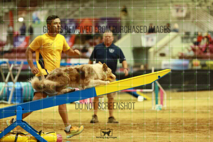 Jim_Luiz_Filho_Thursday_Masters_Agility_Heat_117_SH_0897