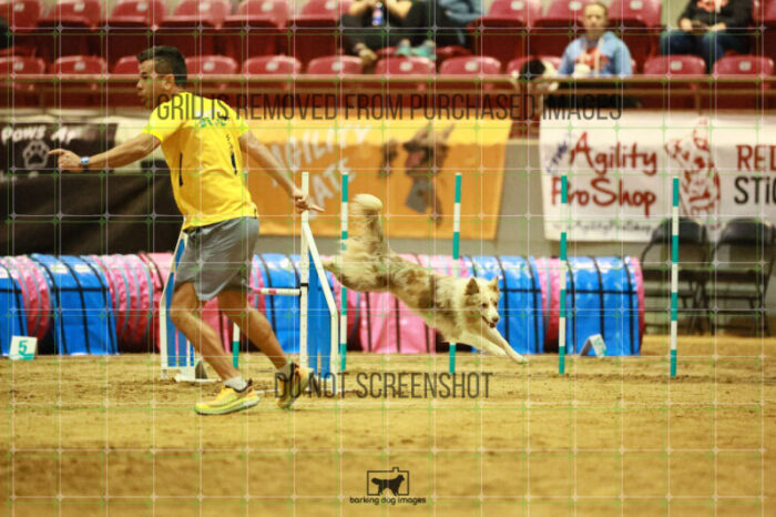 Jim_Luiz_Filho_Thursday_Masters_Agility_Heat_117_SH_0916