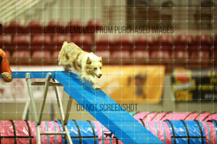 Jim_Luiz_Filho_WednesdayNight_Round_1_Agility_137_NH_1845