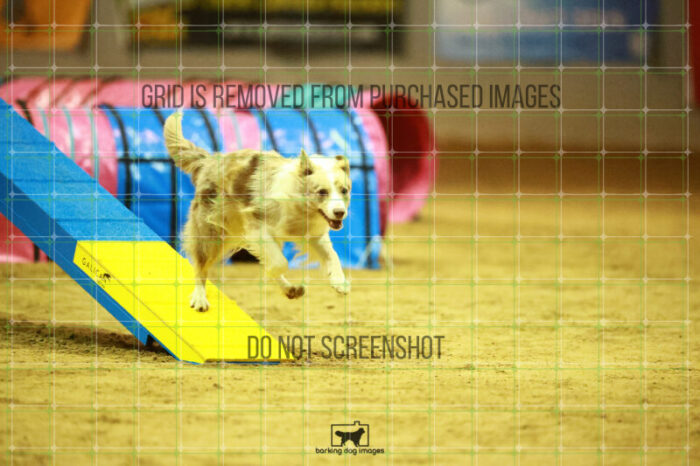 Jim_Luiz_Filho_WednesdayNight_Round_1_Agility_137_NH_1849