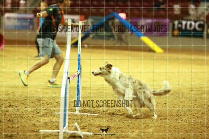 Jim_Luiz_Filho_WednesdayNight_Round_1_Agility_137_NH_1854