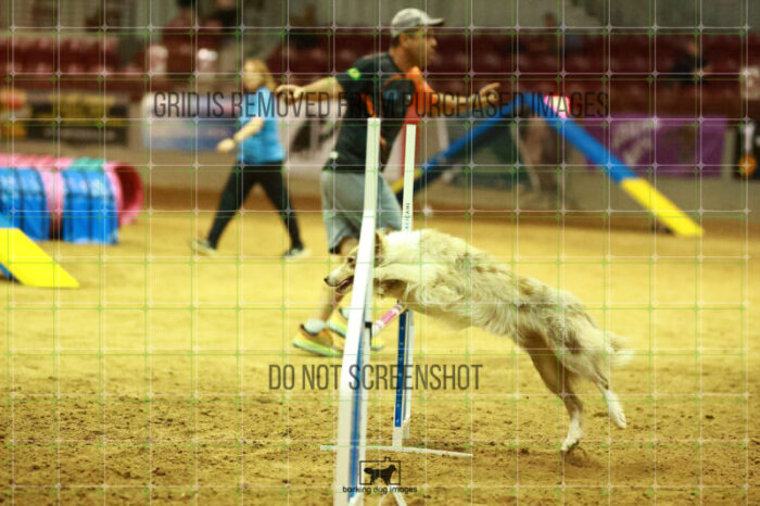 Jim_Luiz_Filho_WednesdayNight_Round_1_Agility_137_NH_1856